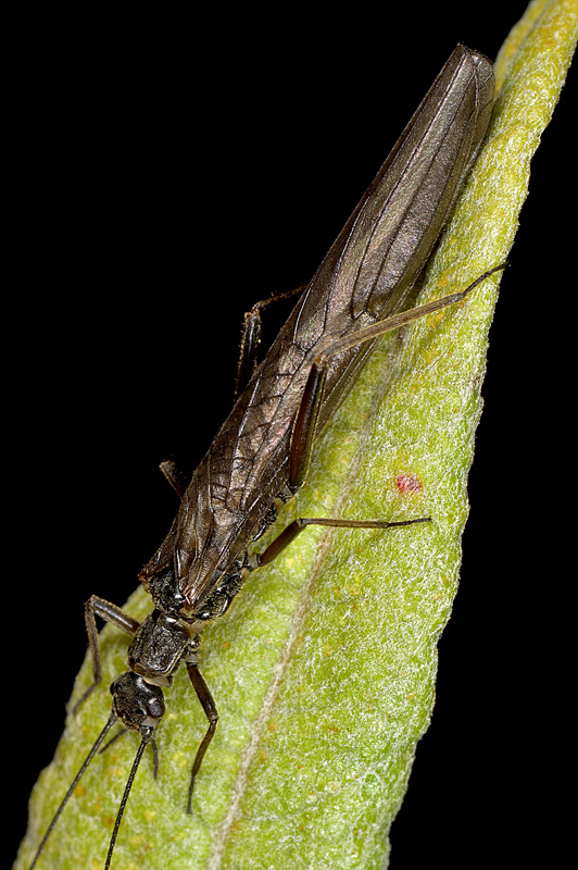 Determinazione Plecottero - Leuctra sp.